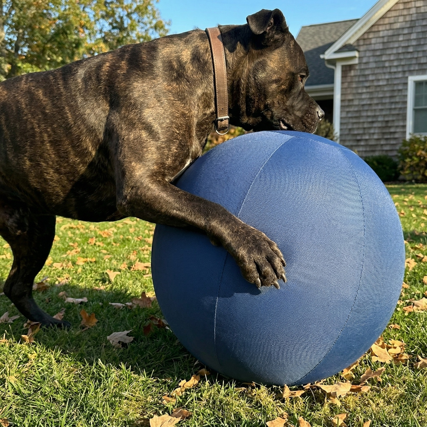 Indestructible Herding Ball